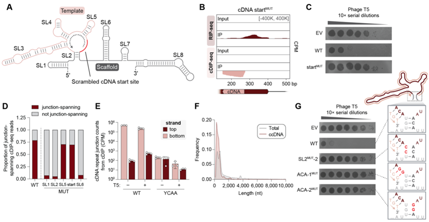 自由漂浮且瞬息即逝的“外星基因”？！Science：细菌利用一种逆转录酶将非编码 RNA转化为新的基因，有效抑制病毒复制